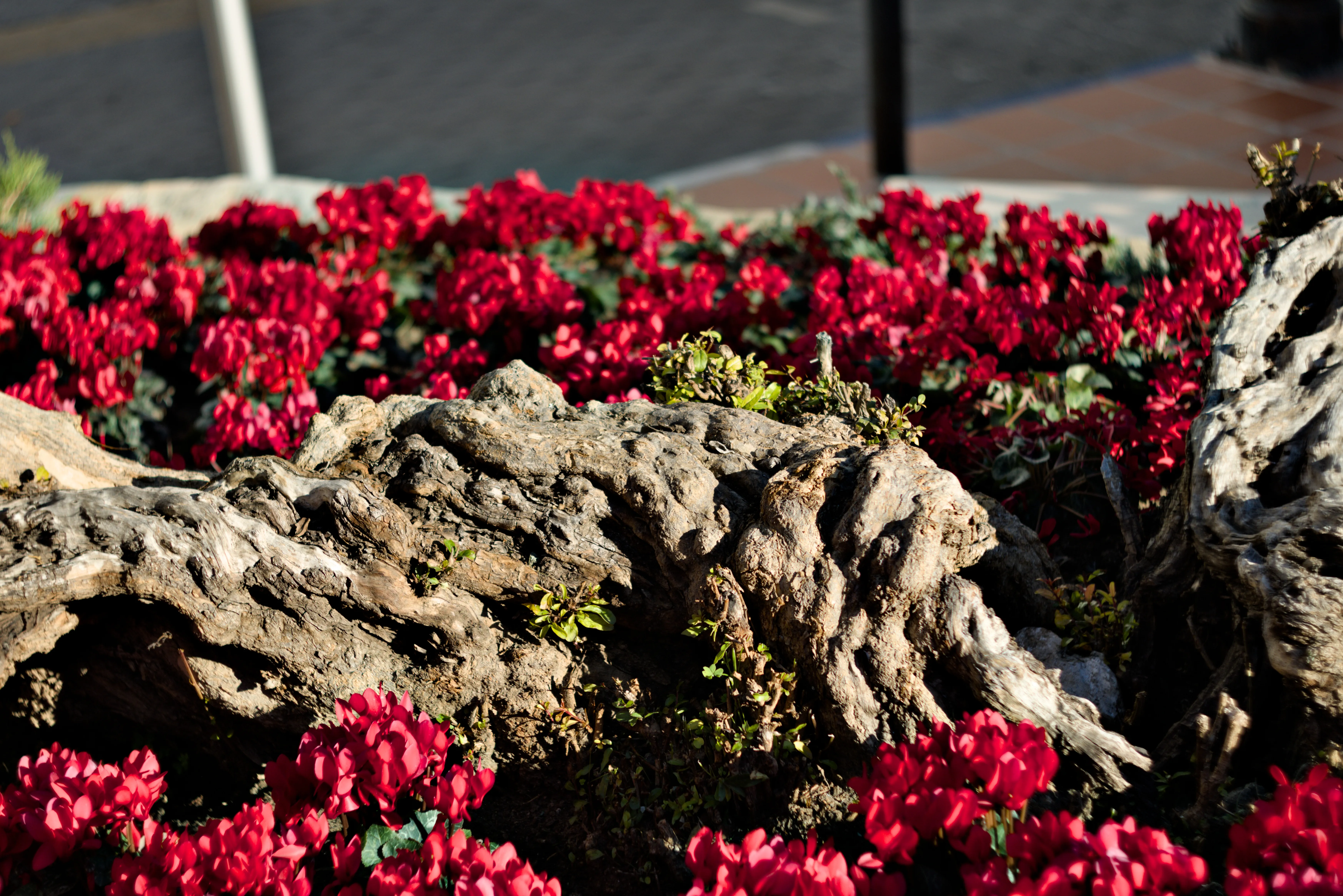 Zenith Helios-77M-4 1,850 (VOMZ) - _I4A6712.webp